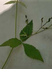 Cryptotaenia canadensis