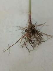 Cryptotaenia canadensis