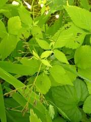 Cryptotaenia canadensis