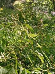 Cryptotaenia canadensis