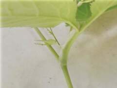 Cryptotaenia canadensis