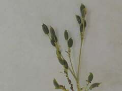 Cryptotaenia canadensis