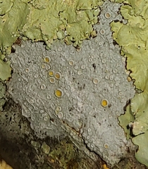 Lecanora carpinea