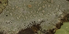 Lecanora carpinea