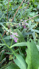 Symphytum officinale