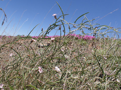 Convolvulus sagittatus