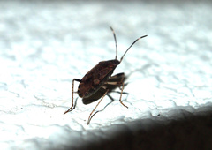 Elasmolomus squalidus