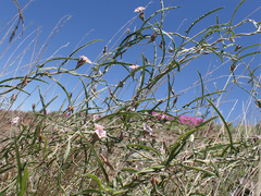 Convolvulus sagittatus