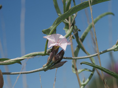 Convolvulus sagittatus