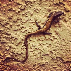 Elgaria multicarinata webbii