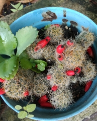 Rebutia