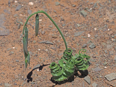 Dipcadi ciliare