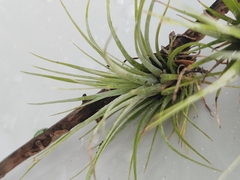 Tillandsia utriculata
