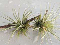 Tillandsia utriculata