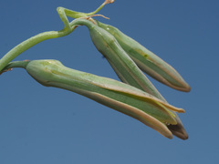 Dipcadi ciliare
