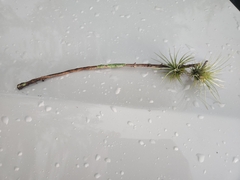 Tillandsia utriculata