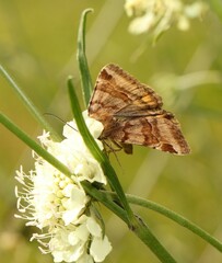 Euclidia glyphica