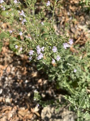 Clinopodium nepeta
