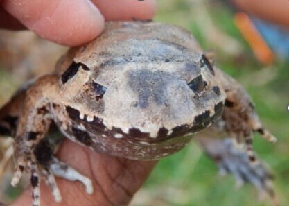 Limnonectes malesianus