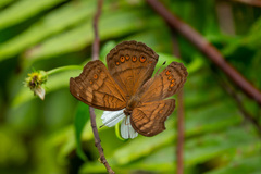 Junonia hedonia