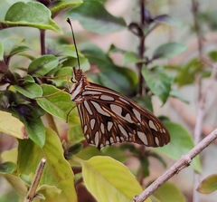 Dione vanillae maculosa