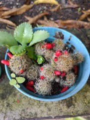 Rebutia