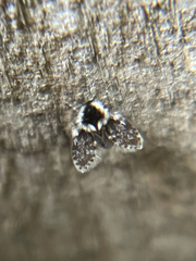 Lepiseodina conspicua