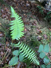 Dryopteris