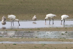 Platalea leucorodia