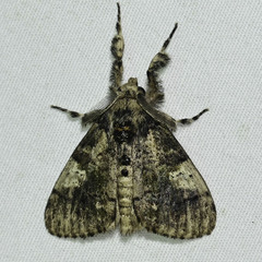 Dasychira meridionalis