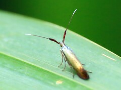 Coleophora deauratella