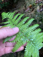 Dryopteris