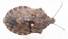 Brochymena quadripustulata