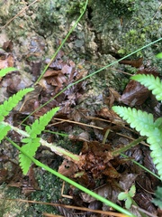 Dryopteris