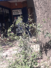 Passiflora caerulea