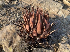 Aloe broomii