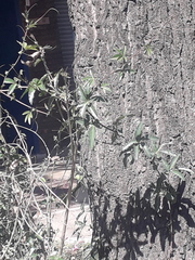 Passiflora caerulea