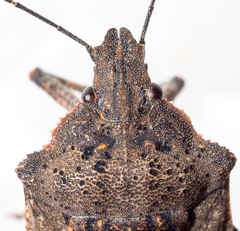 Brochymena quadripustulata