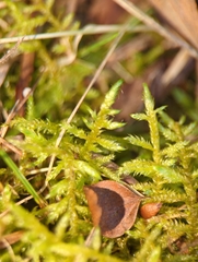 Pleurozium schreberi