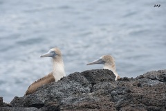 Sula nebouxii excisa