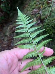 Dryopteris