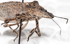 Brochymena quadripustulata