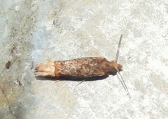 Eucosma ochroterminana