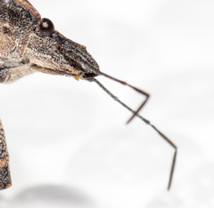 Brochymena quadripustulata