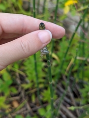 Equisetum hyemale
