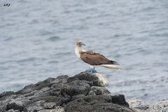 Sula nebouxii excisa