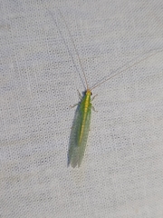 Chrysoperla
