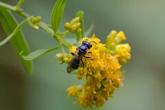 Lasioglossum