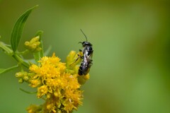 Lasioglossum
