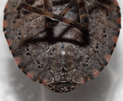 Brochymena quadripustulata